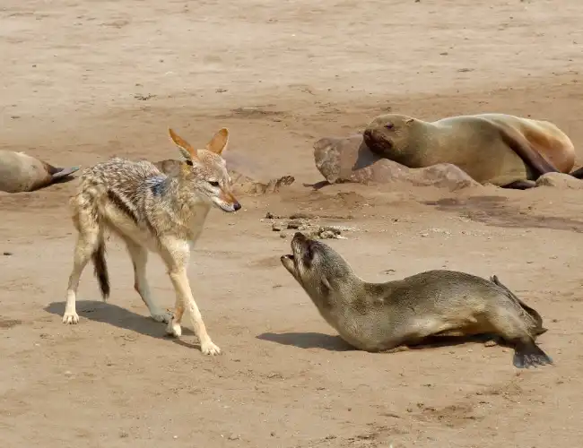 Cape Cross Seal Reserve